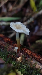 Mycena subulifera