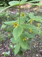 Lysimachia quadrifolia