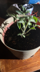 Solanum lycopersicum