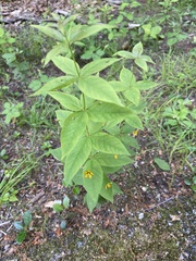 Lysimachia quadrifolia