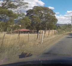 Trichosurus vulpecula fuliginosus
