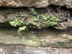 Reboulia hemisphaerica