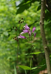 Penstemon smallii