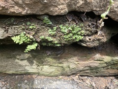 Reboulia hemisphaerica