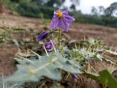 Solanum virginianum