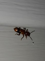 Priocera castanea