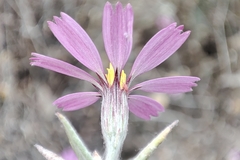 Onoseris
