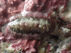 Onithochiton neglectus