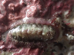 Onithochiton neglectus