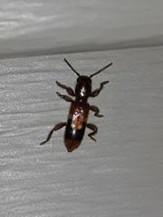 Priocera castanea