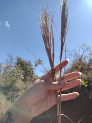 Andropogon bicornis