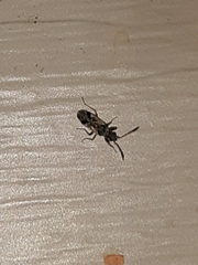 Pseudopachybrachius vinctus