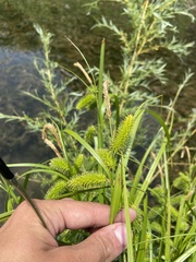 Carex pseudocyperus