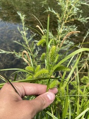 Carex pseudocyperus