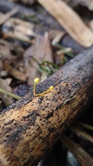 Mycena chusqueophila