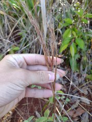 Schizachyrium condensatum