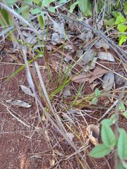 Schizachyrium condensatum
