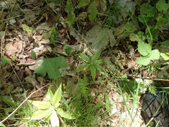Carex brunnescens sphaerostachya