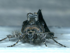 Chrysodeixis subsidens