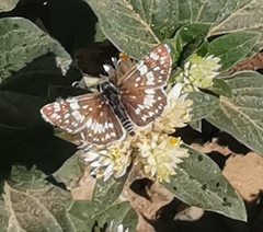 Burnsius orcynoides