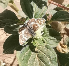 Burnsius orcynoides