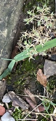 Fissidens