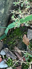 Fissidens
