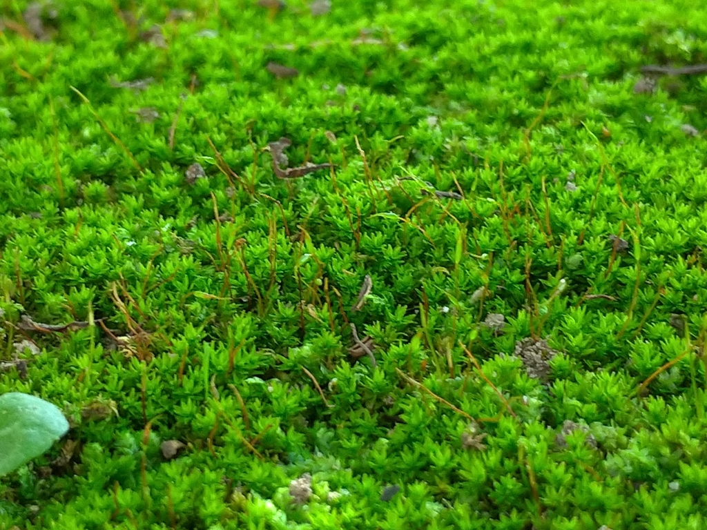 Barbula indica