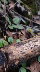Mycena chusqueophila
