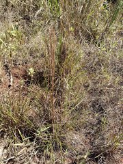 Schizachyrium condensatum