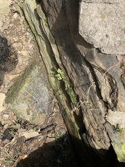 Reboulia hemisphaerica