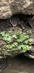 Reboulia hemisphaerica
