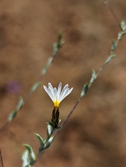 Lessingia virgata
