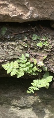 Woodsia obtusa