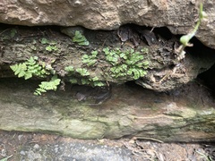 Woodsia obtusa