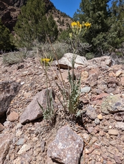 Crepis intermedia