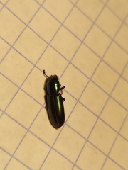 Temnoscheila virescens