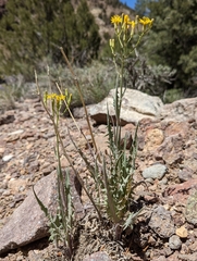 Crepis intermedia