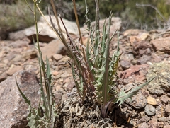Crepis intermedia