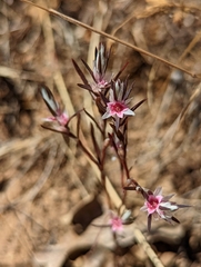 Polygonum bidwelliae