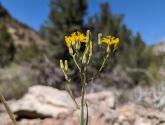 Crepis intermedia