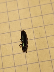 Temnoscheila virescens