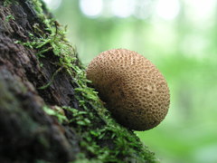 Scleroderma citrinum