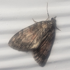 Hydriomena perfracta