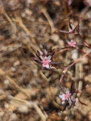 Polygonum bidwelliae