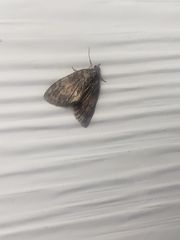 Hydriomena perfracta