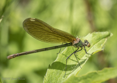 Calopteryx aequabilis