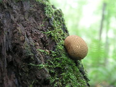 Scleroderma citrinum