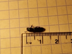 Temnoscheila virescens