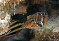 Canthigaster ocellicincta